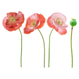 Naklejka samoprzylepna MAK...